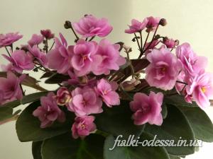 l-dscf9094.jpg